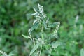 Stem of flowering wild white goosefoot on a blurred background Royalty Free Stock Photo