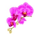 Stem with flowers and buds beautiful orchid Phalaenopsis purple closeup on a white background vintage vector vector illustrati Royalty Free Stock Photo