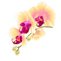 Stem with flowers and buds beautiful orchid yellow Phalaenopsis closeup on a white background vintage vector vector illustrat Royalty Free Stock Photo