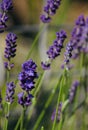 Stem and flowers of violet lavender Royalty Free Stock Photo