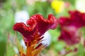 Stem of fuzzy wavy Celosia Royalty Free Stock Photo