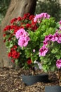 Stem geraniums