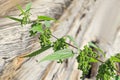 Stem of green flowering dioecious nettle in the garden