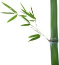 Stem with green isolated bamboo branch