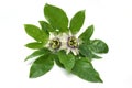 Stem green leaves with passion fruit flowers Royalty Free Stock Photo