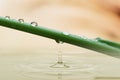 Stem green with water rain drops Royalty Free Stock Photo