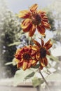 Stem of happy orange sunflowers against faded bokeh outdoor background in summer