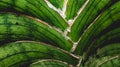 Stem of hard-leaved sansevieria in detail.