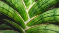 Stem of hard-leaved sansevieria in detail.