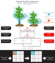 Stem Height Genetic Trait Pea Plant Mendel Experiment Infographic Diagram