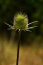 Stem and immature flower of comb teasel - Dipsacus comosus
