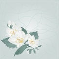 Stem Jasmine flower and buds on a blue background cracks in the porcelain place for text vintage vector illustration editable