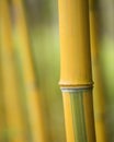 Stem and knots on yellow bamboo plant Royalty Free Stock Photo