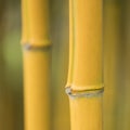 Stem and knots on yellow bamboo plant Royalty Free Stock Photo