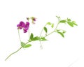 Stem lathyrus tuberosus isolated on white background Royalty Free Stock Photo