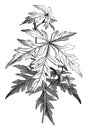 Stem and Leaves of Ampelopsis Aconitifolia vintage illustration