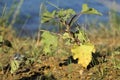 Stem and leaves of common cocklebur Royalty Free Stock Photo
