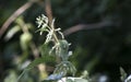 Stem and leaves of nettle on a background of greenery with a beetle