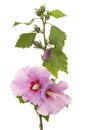 Stem with leaves and pink hibiscus flowers Royalty Free Stock Photo