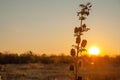 The stem of licorice is bristly with inflorescences in the rays of sunset