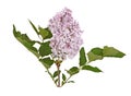 Stem with light purple lilac flowers isolated against white Royalty Free Stock Photo