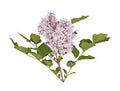 Stem with light purple lilac flowers isolated against white Royalty Free Stock Photo