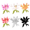 Stem Lily flower four pink white yellow red outline and silhouette Lilium candidum, on a white background vintage vector Royalty Free Stock Photo