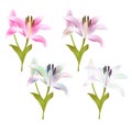 Stem Lily flower pink and multi colored Lilium candidum on a white background vintage vector illustration editable Hand draw