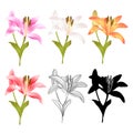Stem Lily flower yellow white pink yellow red outline and silhouette Lilium candidum, on a white background vintage vector illust