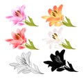 Stem Lily flowers red yellow white pink outline and silhouette Lilium candidum, on a white background vintage vector illustration Royalty Free Stock Photo