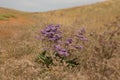 Stem of Limonium vulgare Mill with flowers on nature background