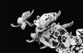 Stem with many lush white veined orchid blossoms monochrome macro