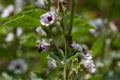 Stem of marshmallow plant with flowers and a honey bee crawling in a flower calyx, shallow depth of field, selective focus