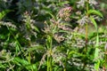 The stem of the medicinal plant dioecious nettle with green leaves blooms in summer, illuminated by the sun