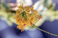 Stem and Orange Epidendrum Orchid Flower on Bokeh Background