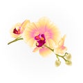 Stem orchids flowers yellow Phalaenopsis tropical plant vintage vector botanical illustration for design editable Royalty Free Stock Photo