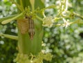 Underside Of Caterpillar Changing