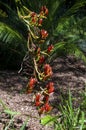 Stem pf doryanthes palmeri flowers native to Queensland and NSW Royalty Free Stock Photo