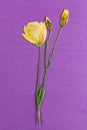 Stem of a pressed and dried flowers on bright purple background. Royalty Free Stock Photo