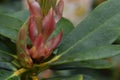 Bud Rhododendron with Green Leaf Royalty Free Stock Photo