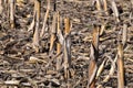 Stem residue on corn field after harvest.