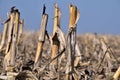 Stem residue on corn field after harvest in autumn sunshine.