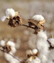 Stem of ripe cotton Royalty Free Stock Photo