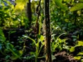 This is the stem roots close-up macro shot in the morning when sunlight lighted this plant