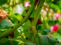 Stem of rose bush with thorns and green leaves on blurred background Royalty Free Stock Photo