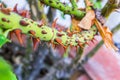 Stem of roses with prickles. Royalty Free Stock Photo