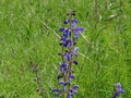 Stem of Salvia pratensis blossoms spotted on green meadow
