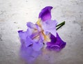 Stem a single deep purple flower of bearded iris Iris germanica Royalty Free Stock Photo