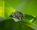 Stem of small green bananas seen through two big palm leavves