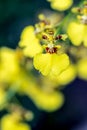 Oncidium Aloha Orchids Royalty Free Stock Photo